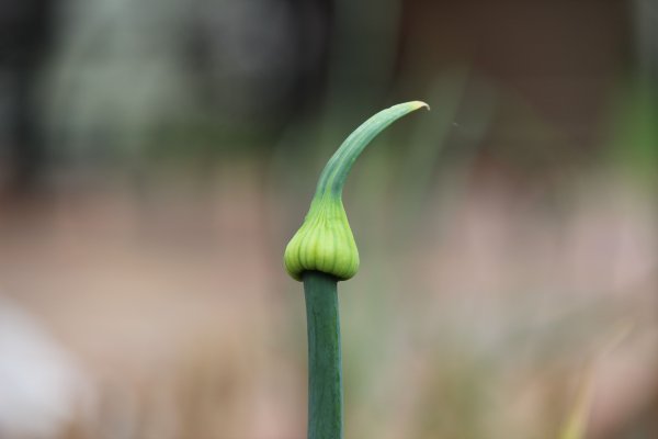 Ссылки для tor